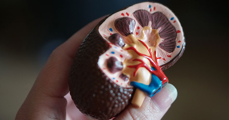 World Kidney Day: Spread Awareness, Get Healthier, and Drink Lots of Water